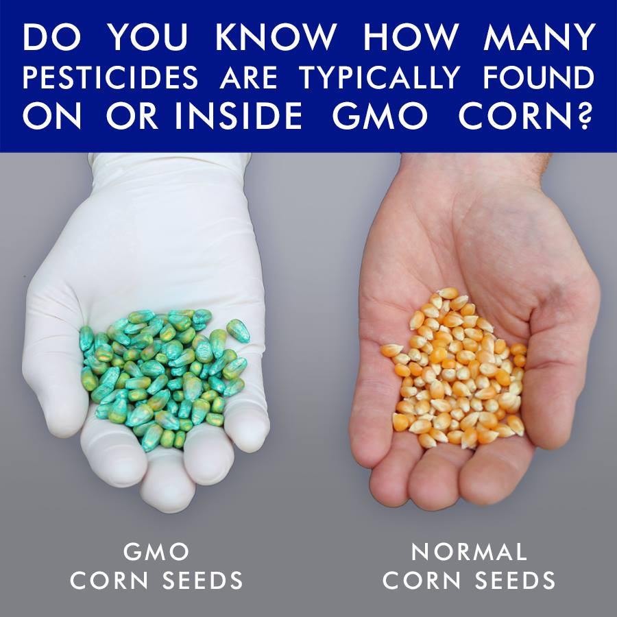 gentically modified crops pros and cons ---changes nutrition content genetically modified tomatoes purpose modified foods (biotech foods) pros and cons of genetically modified food crops. gentically modified crops pros and cons ---changes nutrition content genetically modified tomatoes purpose modified foods (biotech foods) pros and cons of genetically modified food crops.