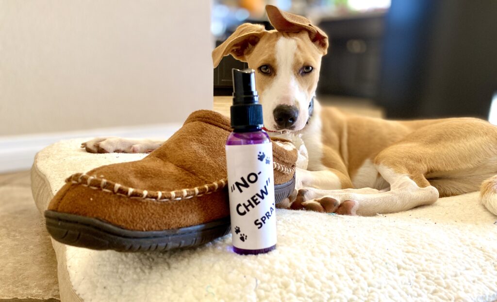 Dog laying on bed with slipper in front and "no chew spray".