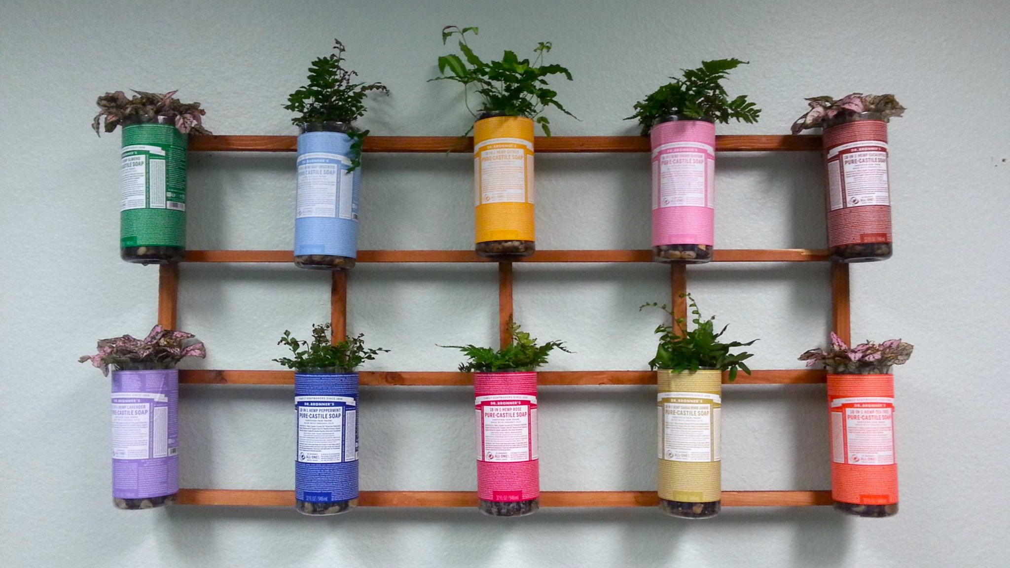 Dr. Bronner's Castile Bottles hanging on the wall that have plants in them.